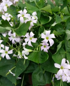 Oxalis Triangularis Regnellii