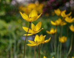Tulip Sylvestris