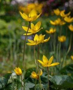 Tulip Sylvestris