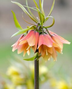 Fritillaria Early Fantasy