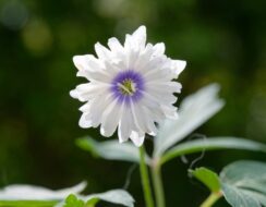 Anemone Nemorosa ‘Blue Eyes’