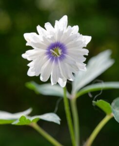 Anemone Nemorosa ‘Blue Eyes’