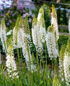 Eremurus Line Dance