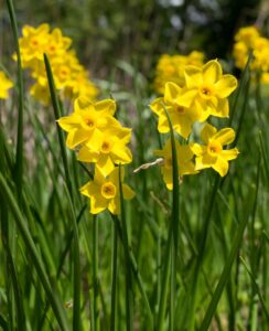 Narcissus Baby Boomer