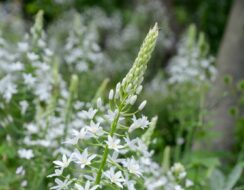 Ornithogalum Ponticum Sochi