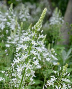 Ornithogalum Ponticum Sochi