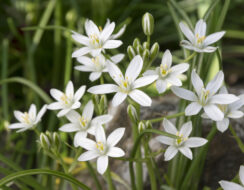 Ornithogalum Umbellatum