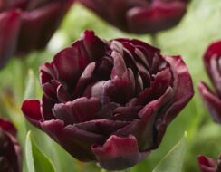 Tulip Black Canyon