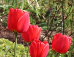 Tulip Red Soldier
