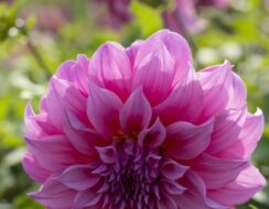 Dahlia Arthur Hambley