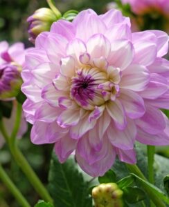 Dahlia Blue Wish