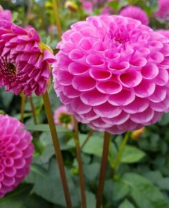 Dahlia Boy Scout