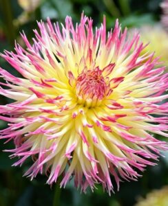 Dahlia Caproz Josephine