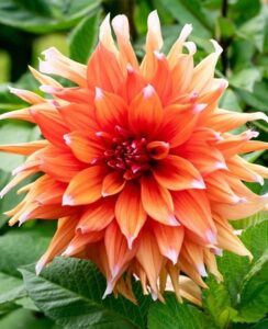 Dahlia Color Spectacle
