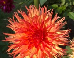 Dahlia Fired Up