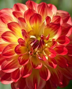 Dahlia Floriande