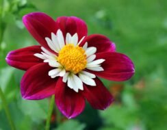 Dahlia Impression Fantastico