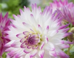 Dahlia Jura