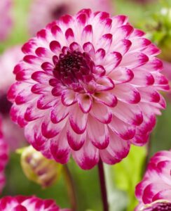 Dahlia Little Robert
