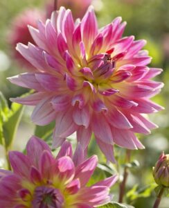Dahlia Magic Sunrise