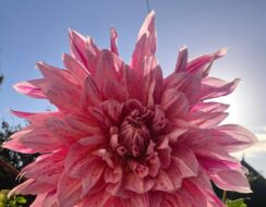 Dahlia Maki