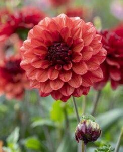 Dahlia Missis Miley