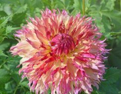 Dahlia Myrtle’s Folly