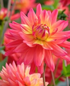 Dahlia Rainbow Silence