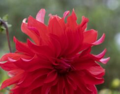 Dahlia Red Labyrinth