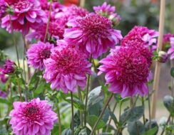 Dahlia Richards Fortune