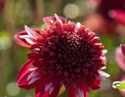 Dahlia Speech