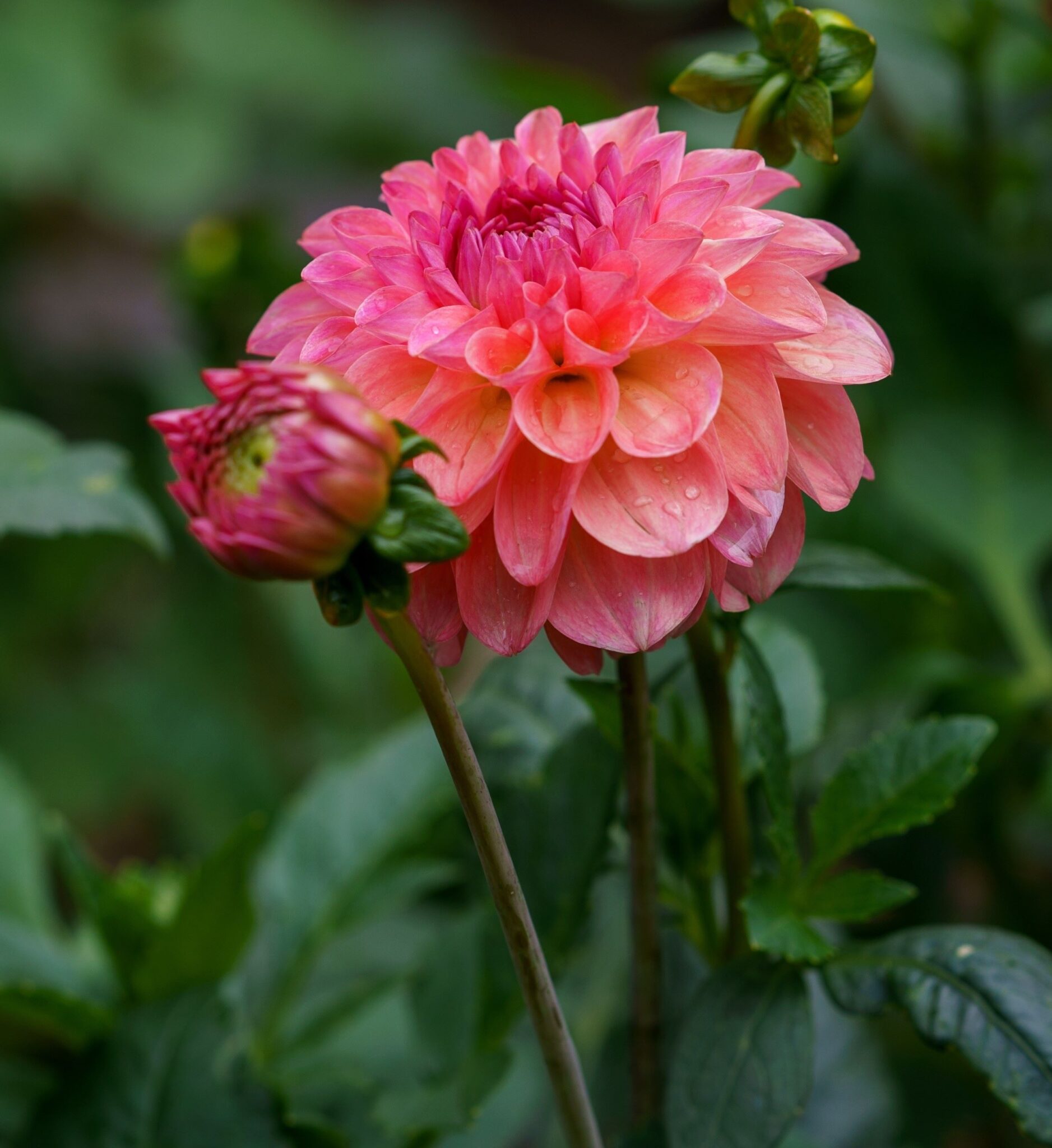 Dahlia Daisy Duke Quality Tubers Anglia Bulb Company Dahlia Daisy Duke Quality Tubers Anglia Bulb Company