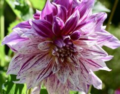 Dahlia Taiheiyo