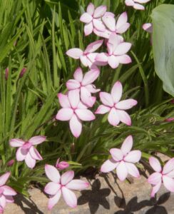 Rhodohypoxis Pintado