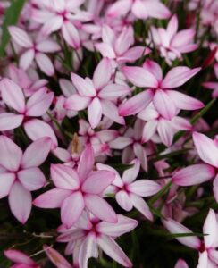 Rhodohypoxis Pintado
