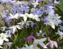 Ipheion Mix