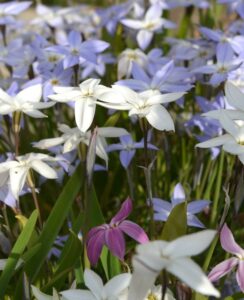 Ipheion Mix