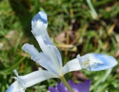 Iris Reticulata Frozen Planet