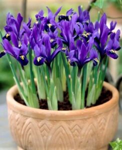 Iris Reticulata Pixie