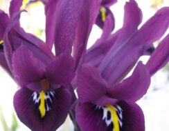 Iris Reticulata Rejoice