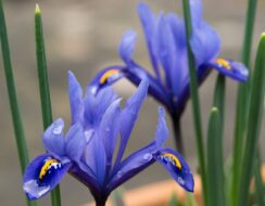 Iris Reticulata Rhapsody