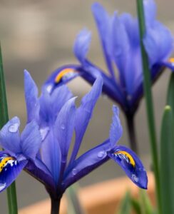 Iris Reticulata Rhapsody
