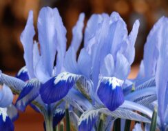 Iris Reticulata Clairette