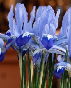 Iris Reticulata Clairette