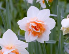 Narcissus Delnashaugh