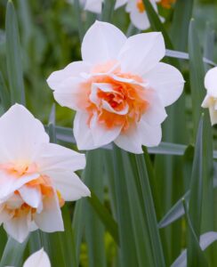 Narcissus Delnashaugh