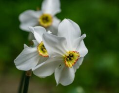 Narcissus Pheasant’s Eye (syn. poeticus var recurvus)