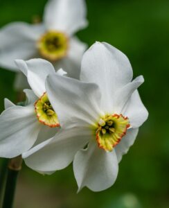 Narcissus Pheasant’s Eye (syn. poeticus var recurvus)