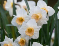Narcissus Salome