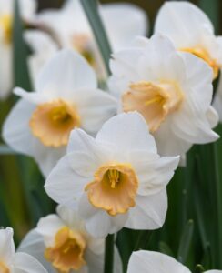Narcissus Salome